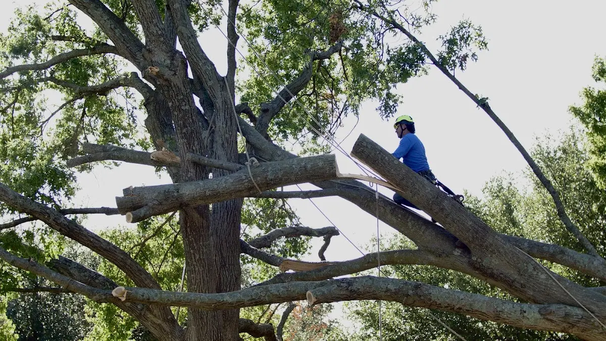 Professional Crown Thinning performed by certified arborists in Potwin